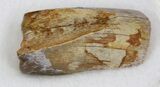 Tyrannosaur Tooth Fragment - Javalina Formation, Texas #33225-1